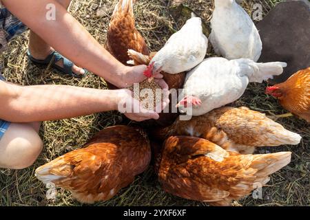 Le fermier nourrit ses poules à la main avec du grain. Concept d'agriculture biologique naturelle Banque D'Images