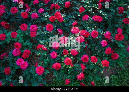 Roses rouges vives petits buissons fleurissant dans le champ cultivé dans l'exposition de fleurs - fond de nature florale Banque D'Images