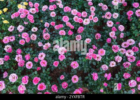 Champ de roses roses petits arbustes cultivés dans l'exposition de fleurs - fond de nature florale Banque D'Images