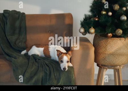 Un Jack Russell Terrier repose sur une couverture verte sur un canapé avec un sapin de Noël festif en arrière-plan. La scène met en valeur un cadre confortable et serein Banque D'Images