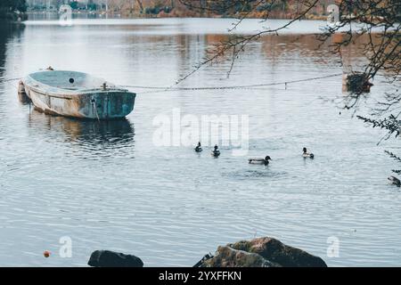 Profitez d'un après-midi serein au bois de Vincennes avec des canards nageant autour d'un vieux bateau dans un lac tranquille Banque D'Images
