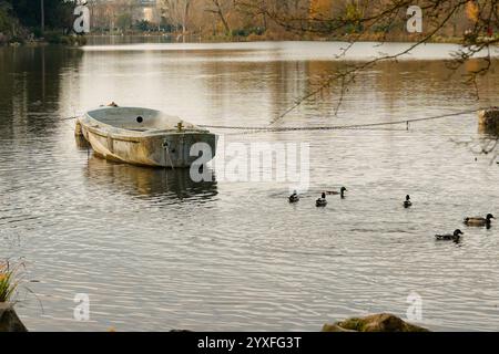 Journée calme au bois de Vincennes avec des canards nageant autour d'un bateau amarré dans le lac serein Banque D'Images