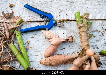 Diviser les dahlias. Bouquet fraîchement soulevé et lavé de tubercules de dahlia en cours de division. Banque D'Images