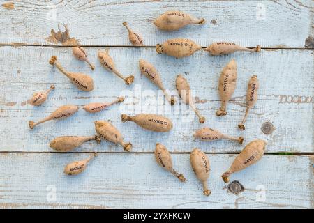 Diviser les dahlias. Tubercules de dahlia fraîchement levés, lavés et divisés. Tubercules orange Sylvia dahlia prêts pour le stockage hivernal. Banque D'Images