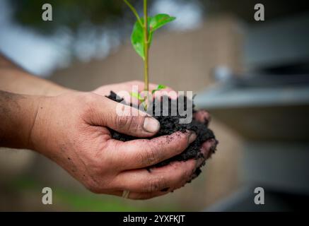 Agriculture de carbone, compost, terreau, tenir, culture, saison, substrat, environnement, naturel, saleté, deux mains tenant, durabilité, bio-soin, Banque D'Images