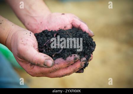 Agriculture de carbone, compost, terreau, tenir, culture, saison, substrat, environnement, naturel, saleté, deux mains tenant, durabilité, bio-soin, Banque D'Images