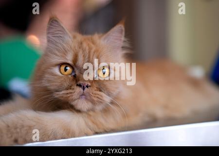 Portrait d'un chat persan de couleur dorée Banque D'Images
