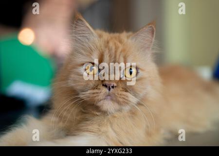 Portrait d'un chat persan de couleur dorée Banque D'Images
