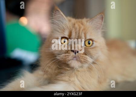 Portrait d'un chat persan de couleur dorée Banque D'Images