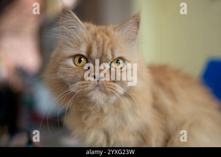 Portrait d'un chat persan de couleur dorée Banque D'Images