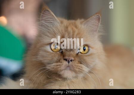 Portrait d'un chat persan de couleur dorée Banque D'Images