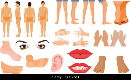 Parties du corps humain, ensemble d'organes d'anatomie humaine, biologie, structure du corps. Organes humains. Odeur de nez, jambes d'oeil, oreille, lèvres, corps Illustration de Vecteur