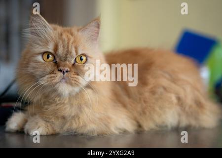 Portrait d'un chat persan de couleur dorée Banque D'Images