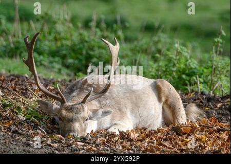 Cerf en jachère (Dama dama) buck (mâle) se trouvant parmi les feuilles mortes dans le parc de cerfs de Boughton Monchelsea. Décembre, Royaume-Uni, Kent, Banque D'Images
