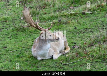 Jallow Deer (Dama dama) buck (mâle) détente dans le parc de cerfs de Boughton Monchelsea. Décembre, Royaume-Uni, Kent, Banque D'Images