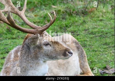 Jallow Deer (Dama dama) buck (mâle) détente dans le parc de cerfs de Boughton Monchelsea. Décembre, Royaume-Uni, Kent, Banque D'Images