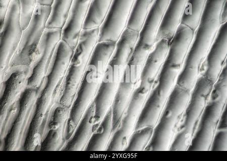 Peau d'oignon avec cellules végétales sous le microscope Banque D'Images