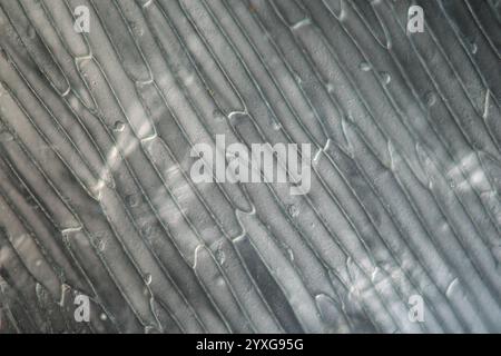 Peau d'oignon avec cellules végétales sous le microscope Banque D'Images