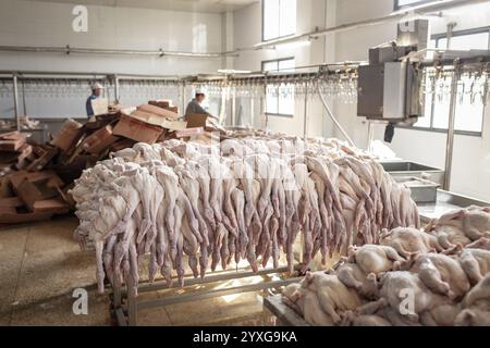 Production de canards salés dans l'usine de Nan Jing Ying Tao Yo Co. Ltd., pour la consommation dans les restaurants mais aussi pour la vente comme produits durables et comme s. Banque D'Images