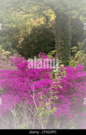 Rhododendron occidentale (Rhododendron occidentale) en rose, grand arbuste et de nombreuses fleurs, en arrière-plan un tronc d'arbre envahi de lierre et de vert Banque D'Images
