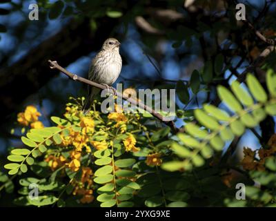 Tanager de safran femelle vivant en liberté (Sicalis flaveola) dans une réserve naturelle de Buenos Aires, Argentine, Amérique du Sud Banque D'Images