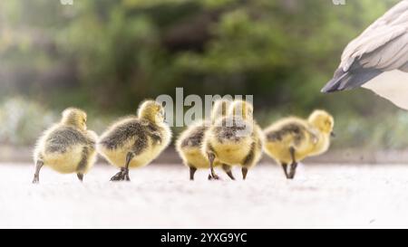 Poussins d'oie du Canada (Branta canadensis) cinq traversant un chemin de gravier, oie adulte devant, seule queue visible, oie marchant, arrière-plan flou Banque D'Images