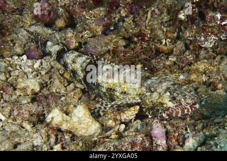Un poisson bien camouflé, le lézard gracile (Saurida gracilis), reposant sur un fond marin rocheux et partiellement coloré, site de plongée SD, Nusa Ceningan, Nusa Penida Banque D'Images