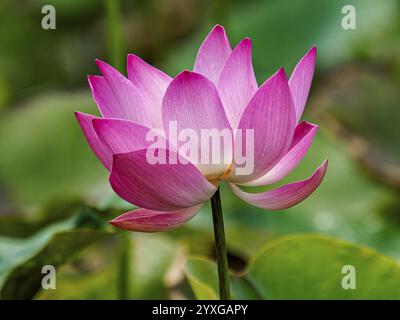 Fleur de lotus (Nelumbo), Sulawesi, Indonésie, Asie Banque D'Images