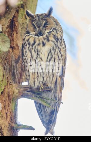 Hibou à longues oreilles (Asio otus) assis sur une branche dans une forêt, Bavière, Allemagne, Europe Banque D'Images