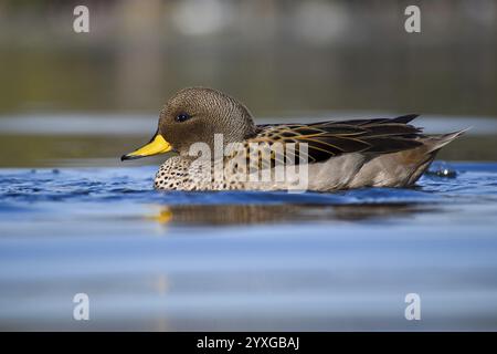 Canard à tête brune (Anas flavirostris) sur un lac dans un parc de Buenos Aires, Argentine, Amérique du Sud Banque D'Images