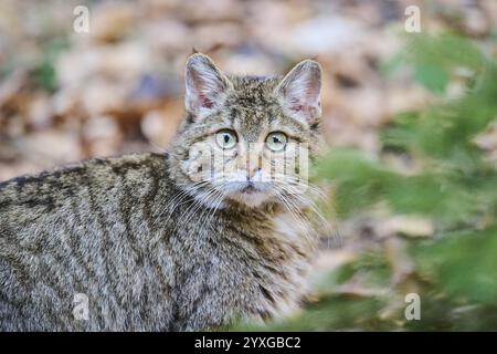 Portrait de chat sauvage européen (Felis silvestris silvestris) dans une forêt, Bavière, Allemagne, Europe Banque D'Images