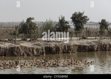 Ferme de canards sur un canal dans le comté de Xiang Shui, Chine, Asie Banque D'Images