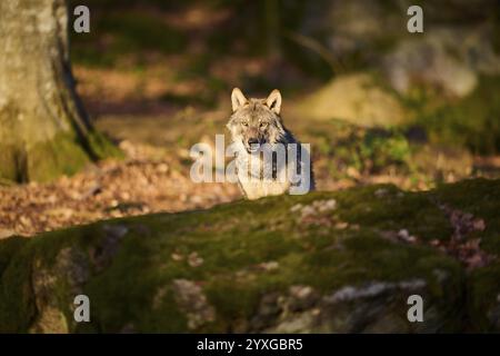 Gros plan d'un loup eurasien (Canis lupus lupus) dans une forêt au printemps, parc national de la forêt bavaroise, Allemagne, Europe Banque D'Images