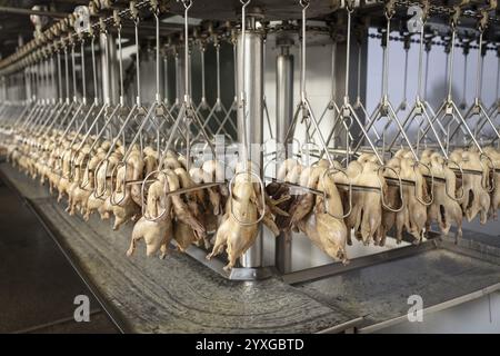 Production de canards salés dans l'usine de Nan Jing Ying Tao Yo Co. Ltd., pour la consommation dans les restaurants mais aussi pour la vente comme produits durables et comme s. Banque D'Images