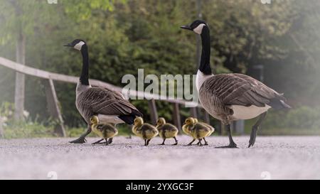 Poussins d'oie du Canada (Branta canadensis) quatre avec leurs parents traversant un chemin de gravier, marche de l'oie, fond flou avec clôture et buissons verts, R Banque D'Images