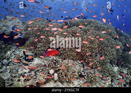 Nombreux petits poissons aux couleurs vives, perchoir drapeau joyau (Pseudanthias squamipinnis), nager sur un récif corallien, site de plongée SD, Nusa Ceningan, Nusa Pen Banque D'Images