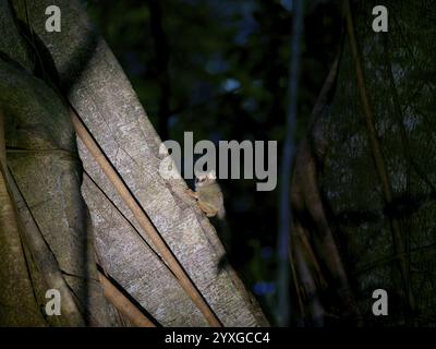 Tarsier (Tarsiidae) petit animal avec de grands yeux sur un arbre dans la jungle, parc national de Tangoko, Sulawesi, Indonésie, Asie Banque D'Images