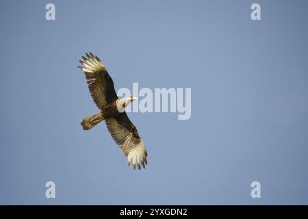 Caracara à crête libre (Caracara plancus) en vol, Buenos Aires, Argentine, Amérique du Sud Banque D'Images