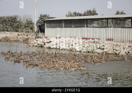 Ferme de canards sur un canal dans le comté de Xiang Shui, Chine, Asie Banque D'Images