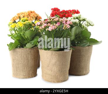 Belles fleurs de kalanchoe dans des pots isolés sur blanc Banque D'Images