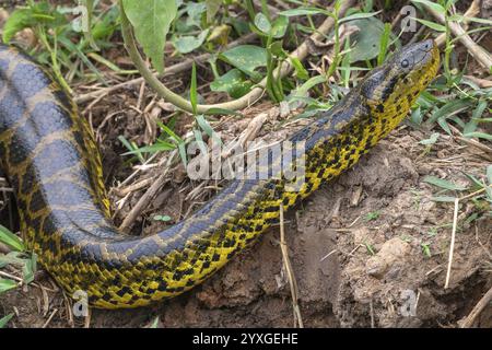 Anaconda jaune (Eunectes notaeus), également connu sous le nom de Paraguay anaconda ou anaconda du sud, boa (Boidae), Pantanal, intérieur des terres humides, UNESCO Biosphère Re Banque D'Images