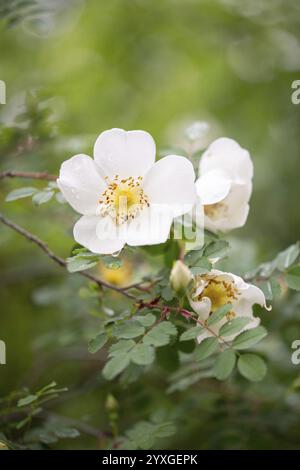 Rose de Bibernell (Rosa spinosissima), gros plan de fleur, Rhénanie du Nord-Westphalie, Allemagne, Europe Banque D'Images