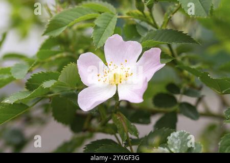Rose de chien (Rosa canina), gros plan de fleur, Rhénanie du Nord-Westphalie, Allemagne, Europe Banque D'Images