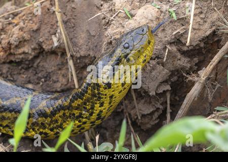 Anaconda jaune (Eunectes notaeus), également connu sous le nom d'anaconda du Paraguay ou anaconda du sud, boa (Boidae), portrait d'animaux, Pantanal, intérieur des terres, zone humide, ONU Banque D'Images