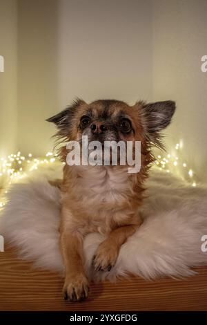 Chihuahua brun aux cheveux longs assis sur une peau d'agneau moelleuse, entouré d'une chaîne de lumières, Allemagne, Europe Banque D'Images