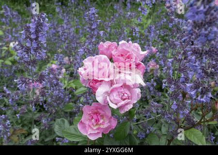 Les roses roses et les fleurs de menthe violettes poussant ensemble dans un jardin créent un beau contraste Banque D'Images
