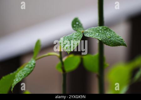 Gouttes de pluie sur les feuilles de rose des gouttes de pluie sont vues sur les feuilles de rose dans un parc à Tirana, Albanie, le 15 décembre 2024. Tirana Albanie Copyright : xMatrixxImagesx/xArmandoxBabanix Banque D'Images