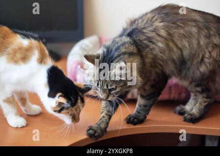 Deux chats ludiques s'amusent l'un avec l'autre tout en se reposant sur une belle table, se délectant de leurs cabrioles ludiques et de leur compagnie Banque D'Images