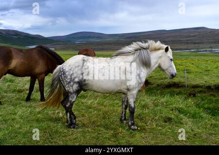 Chevaux islandais (Equus ferus caballus). Le cheval est un mammifère domestiqué. Cette photo a été prise à Aldeyjarfoss, Islande. Banque D'Images