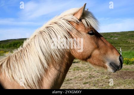 Cheval islandais (Equus ferus caballus). Le cheval est un mammifère domestiqué. Cette photo a été prise à Egilsstadir, Islande. Banque D'Images